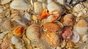 best-shelling-beaches-in-florida7-9116296